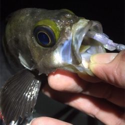 梅雨メバル好調