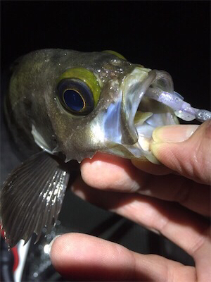 梅雨メバル好調