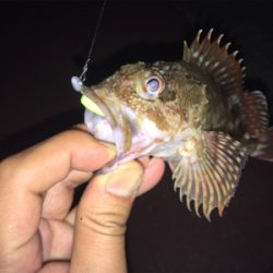 アジング？メバリング？ガシリング？？