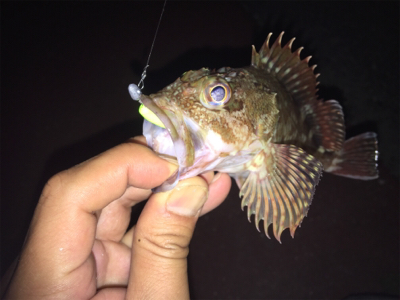 アジング？メバリング？ガシリング？？