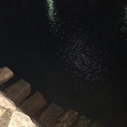 ロックフィッシュ