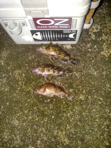 ガシラ探索⁉️…