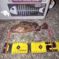 輪ゴムワームに填まってます‼️