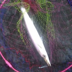 今日はサゴシdayでした