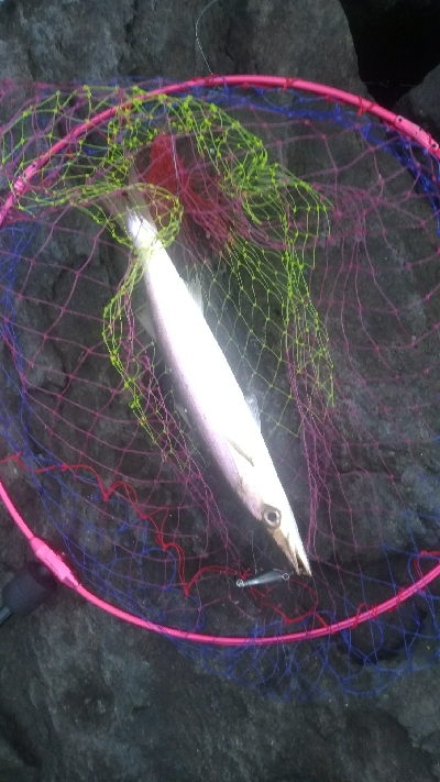 今日はサゴシdayでした