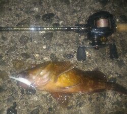 梅雨の隙みてメバル＆ガシラポンポン