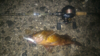 梅雨の隙みてメバル＆ガシラポンポン