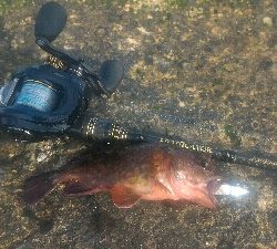 ガシラのみポンポン