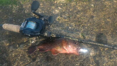 ガシラのみポンポン