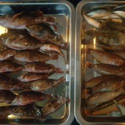 田ノ浦キス調査