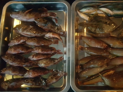 田ノ浦キス調査