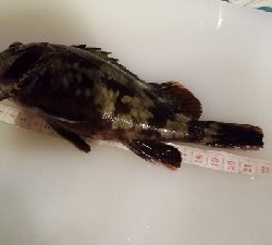 メジナチャレンジ　釣れた