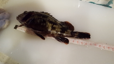 メジナチャレンジ　釣れた