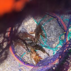 エギングに挑戦するも。。。