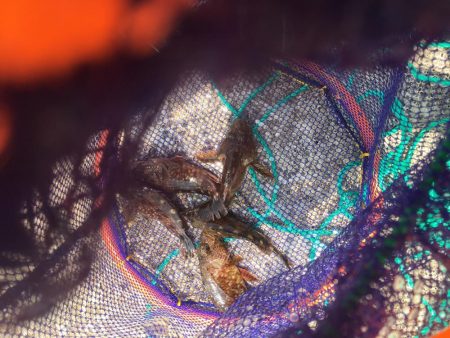 エギングに挑戦するも。。。