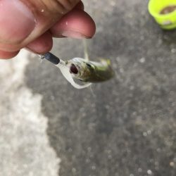 青物無しのライトゲーム