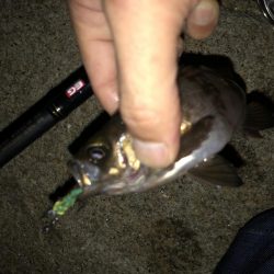 メバリング連投