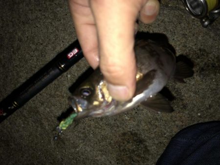 メバリング連投