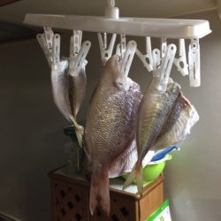 雨後の波止釣り