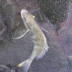 チヌ高活性！しかし…