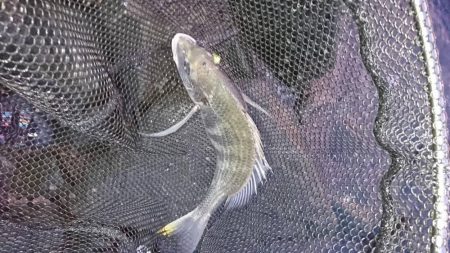 チヌ高活性！しかし…