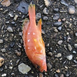 ファミリーフィッシング