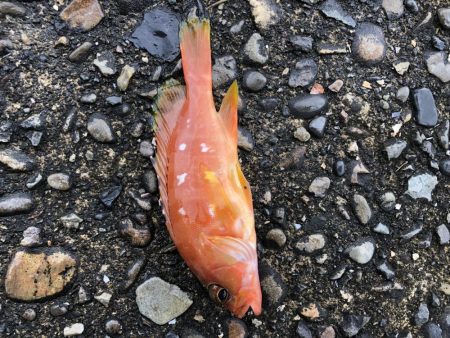 ファミリーフィッシング