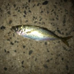 少しだけアジングを