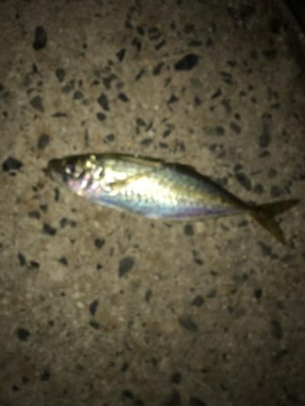 少しだけアジングを