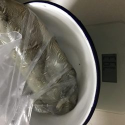 夕まずめエギング10戦8勝