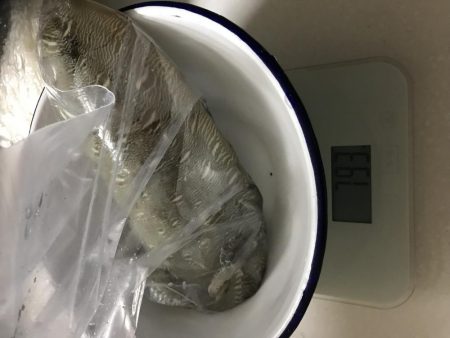 夕まずめエギング10戦8勝