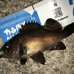 雨上がりメバリング