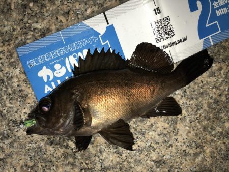 雨上がりメバリング