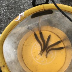 またまた五目釣り！