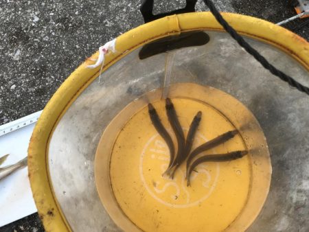 またまた五目釣り！