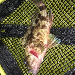 メバルは何処へ？