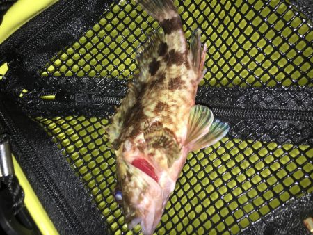 メバルは何処へ？