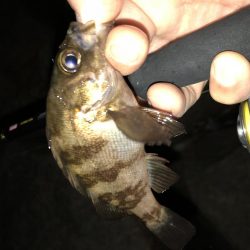 梅雨メバルフィーバー中。