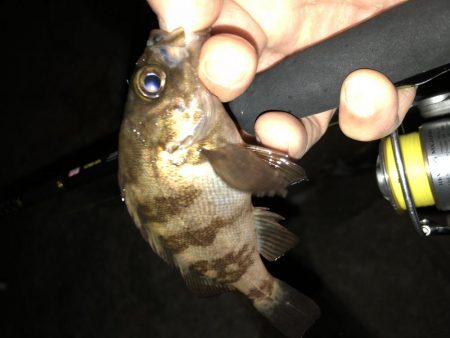 梅雨メバルフィーバー中。