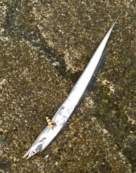 青物を狙いに！