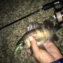 メバル プラッキング