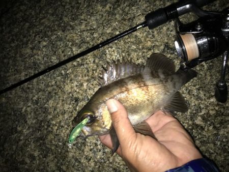 メバル プラッキング