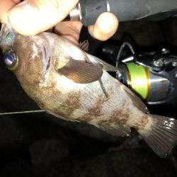 雨の合間のメバリング