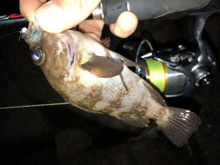 雨の合間のメバリング