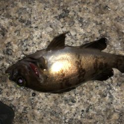 まだまだまだメバリング