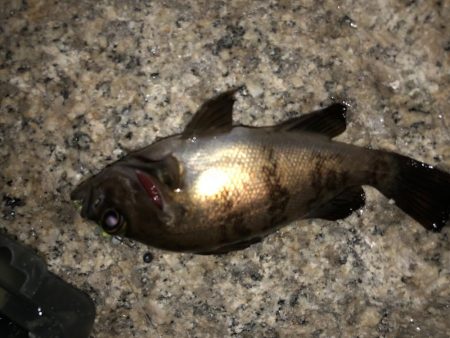 まだまだまだメバリング