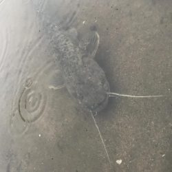 ナマズ釣行