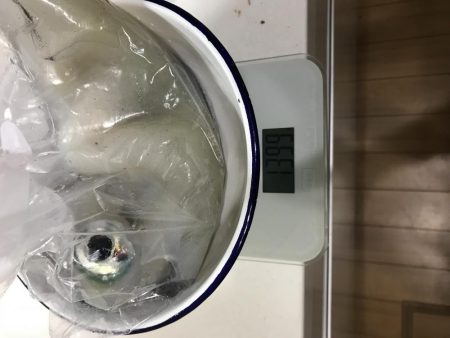 王様降臨！ 短時間エギング