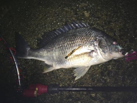 赴任先でチニング♫