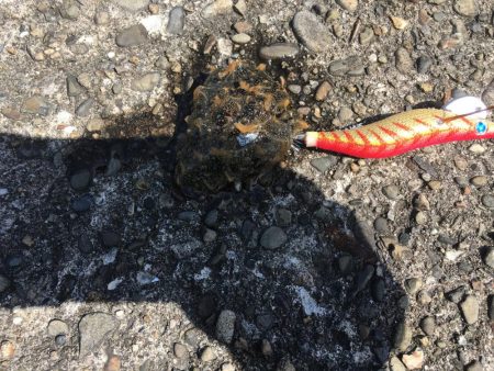 ショアジギング